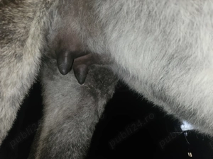 Vand magarete cu lapte - imagine 5