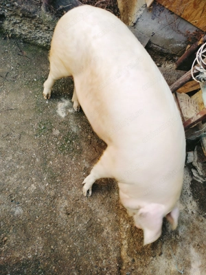 De Vanzare, porc alb!(scrofita) - imagine 3