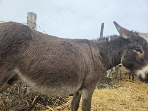 Vand magarete cu lapte