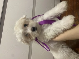 4 pui de bichon maltez - imagine 2