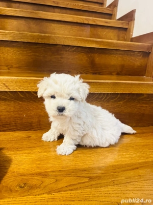Catelusi  Bichon - imagine 3