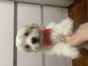 4 pui de bichon maltez - imagine 3