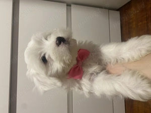 4 pui de bichon maltez - imagine 4