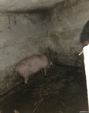 Vând scroafă - imagine 2