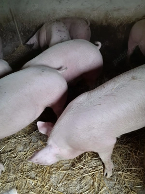 Porci de carne  - imagine 2