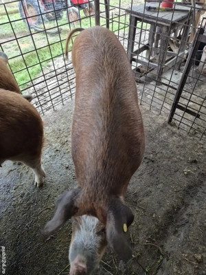 Porcii disponibili  - imagine 3