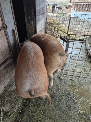 Porcii disponibili  - imagine 2