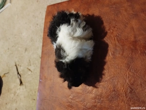 Porcușori de Guineea  - imagine 2