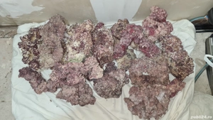 Rocă piatră marină pentru acvariu - imagine 2