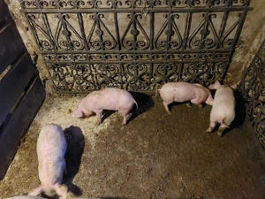 Vând purcei de  10 săptămâni  - imagine 2