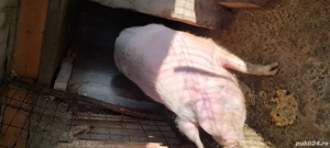 porci de vânzare  - imagine 3