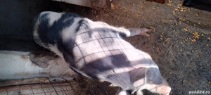 porci de vânzare  - imagine 5