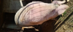 porci de vânzare  - imagine 4