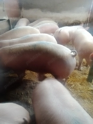 Porci pentru Sărbători  - imagine 2