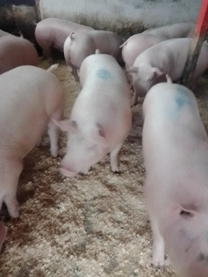 Porci pentru Sărbători 