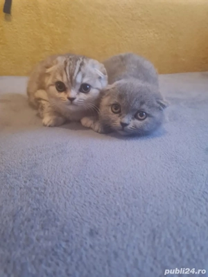 scottish british - imagine 3