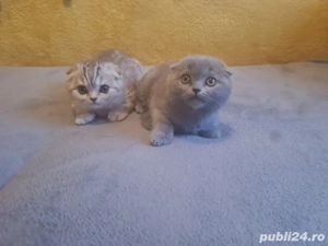 scottish british - imagine 2