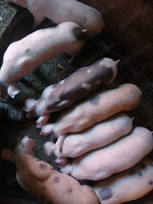 Vând purcei pietrain cu marele alb  - imagine 2