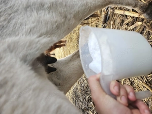 Vand magarete cu lapte - imagine 4