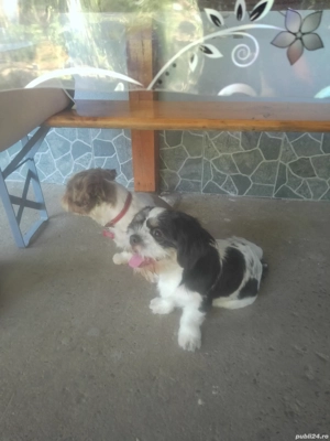 vânzări căței shytzu  - imagine 5