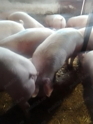 Porci pentru Sărbători  - imagine 3