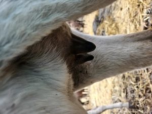 Vand magarete cu lapte - imagine 2