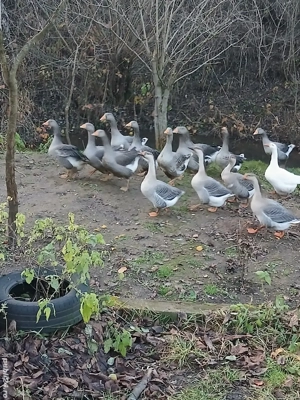 Vand tineret de gasca Landes in varsta de 5 luni  - imagine 3