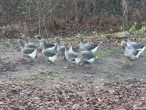 Vand tineret de gasca Landes in varsta de 5 luni  - imagine 4