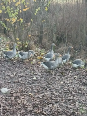 Vand tineret de gasca Landes in varsta de 5 luni  - imagine 2