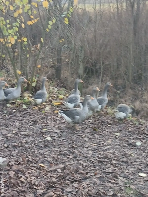 Vand tineret de gasca Landes in varsta de 5 luni  - imagine 5