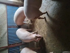 Porci pentru sacrificat - imagine 3