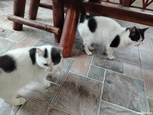 Siberiană de pădure 