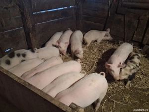 De vânzare șoldani, preț 500 de lei - imagine 2