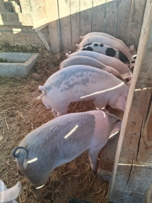 De vânzare șoldani, preț 500 de lei - imagine 3