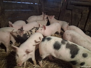 De vânzare șoldani, preț 500 de lei - imagine 5