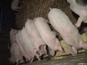 De vânzare șoldani, preț 500 de lei - imagine 4