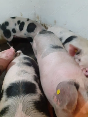 Vând porci de carne rasa Petrean!