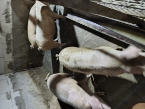 Vând porci  - imagine 4