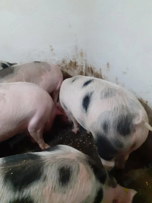 Vând porci de carne rasa Petrean! - imagine 3