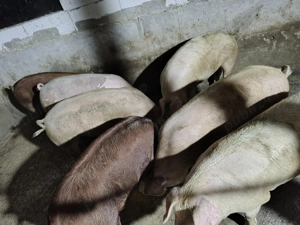 Vând porci  - imagine 2