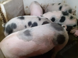 Vând porci de carne rasa Petrean! - imagine 4