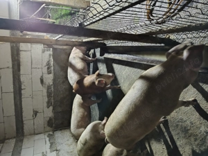 Vând porci  - imagine 5