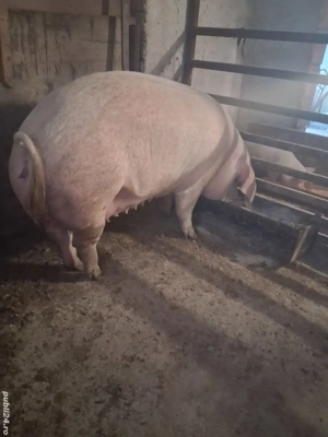 De vânzare scroafă pentru sacrificare  - imagine 2