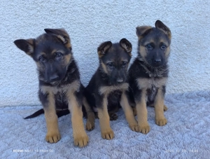 Pui ciobănesc german - imagine 2