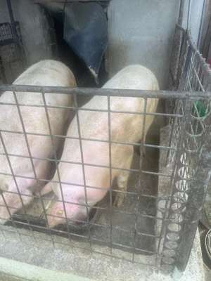 Porci de vânzare  - imagine 2