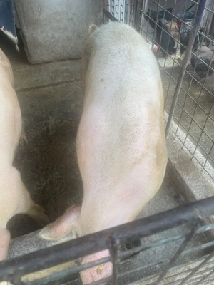 Porci de vânzare 