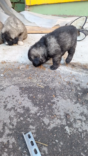 Căței Ciobanesc  - imagine 2