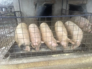 Porci de vânzare  - imagine 4