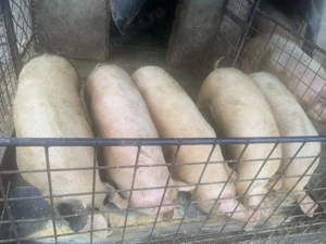 Porci de vânzare  - imagine 3