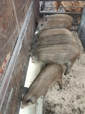 Vând soldani mangalita și bazna - imagine 2